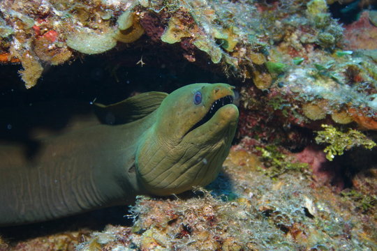 morey eel sea coral life underwater