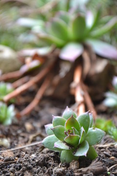 Sedum Ableger