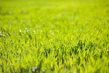 Bright and Fresh Grass