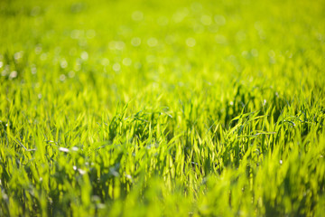 Spring Grass Field