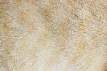 animal skin a cat pattern background