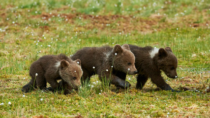 Obraz na płótnie Canvas THree Brown bear cubs
