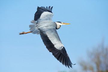 Grey heron in flight
