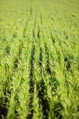Rows of Fresh Grass