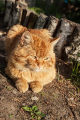 Naklejka na ściany i meble red angry cat lying near fence in wood