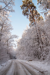 Landscape.frozen snowy road, trees before the storm