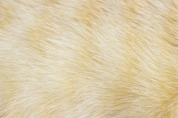 animal skin a cat pattern background