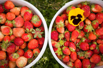 Two white buckets full of organic strawberries with bright yellow flower on green grass background. Garden harvest. Berries for healthy snack and dessert.