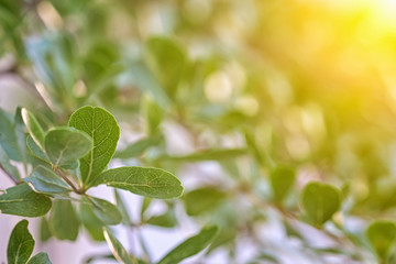Nature, bokeh, bokeh. Light breakfast, light leaf