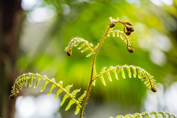 Cyathea cooperi