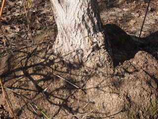 Ствол дерева 