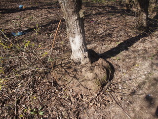 Ствол дерева  © dvb60