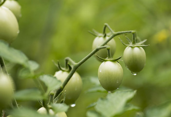 Зелёные помидоры на грядке
