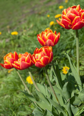 five red-yellow terry tulips, dandelion on a bed. flowers in the garden.
