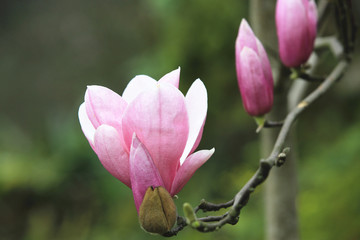 Fototapeta premium Lotus-flowered Magnolia,beautiful purple with white flower and buds blooming in the countryside in spring,closeup, Southern Magnolia,Loblolly Magnolia,Large-flowered Magnolia