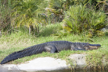 Crocodile resting quietly in the grass next to a canal