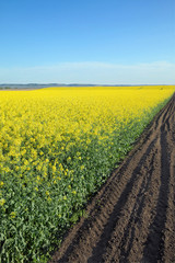 Blooming canola field in spring with plow land