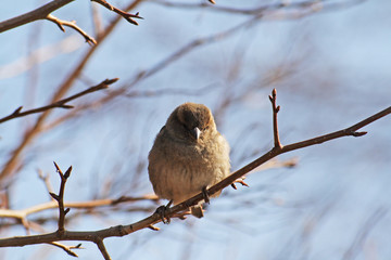 White-throated sparrow, Zonotrichia albicollis, on a tree branch