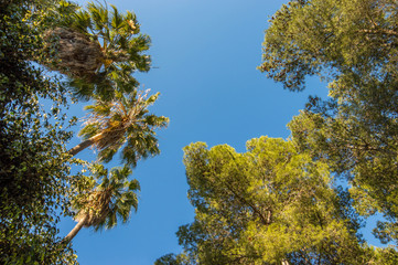 Palmtrees and trees