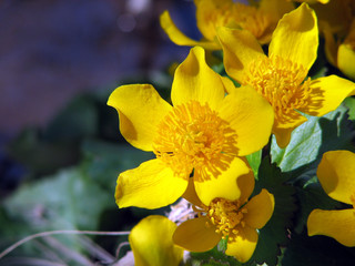 Marsh marigold 