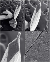 Scientific collage. Crystal photo from electron microscope