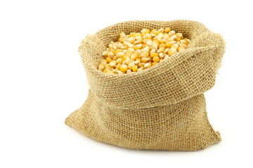 yellow corn grain in a burlap bag on a white background