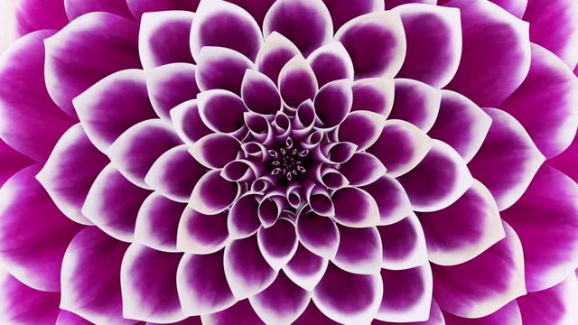 Opening Of The Purple Flower. Looped. 3D Animation.
