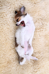 Fototapeta premium 8 weeks chihuahua puppy is sleeping