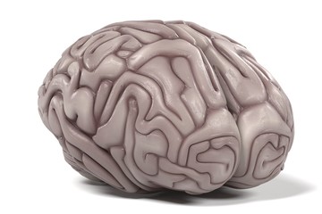 3d renderings of human brain