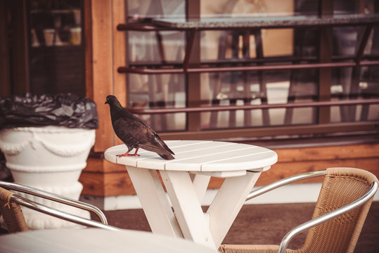 Pigeon on a table in street cafe