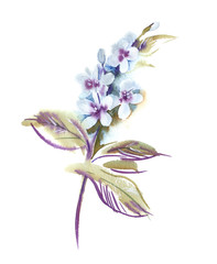 Watercolor Blooming Twig