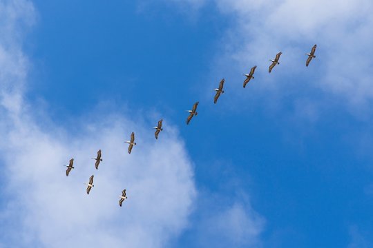 Low angle view of pelicans flying in formation, Los Angeles, California, USA