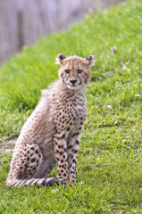 Cheetah cub