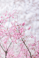 pink sakura blossoms