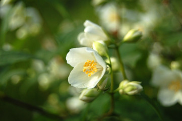 Macro Central White Flowers