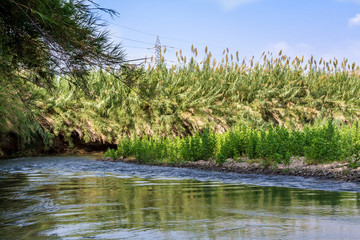 Bushes along the banks, Jordan River