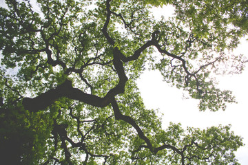 Tree branches against the Sky