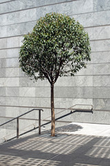 Small tree growing on a concrete landing