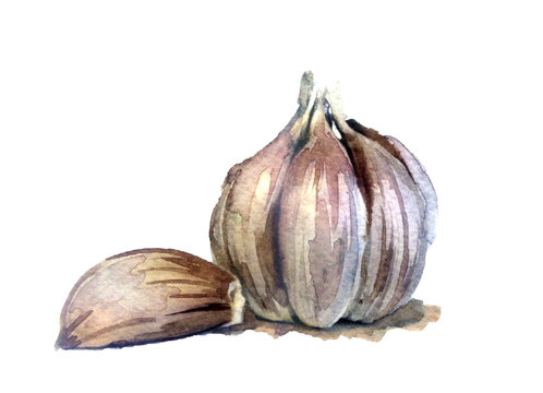 watercolor sketch: Fresh garlic on a white background