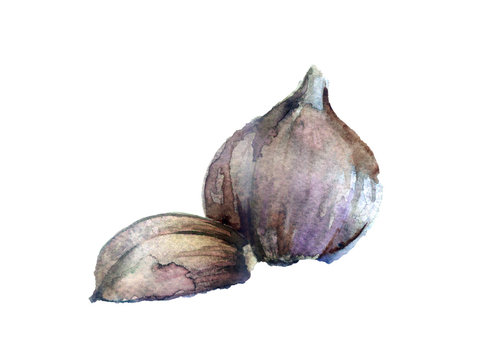 watercolor sketch: Fresh garlic on a white background
