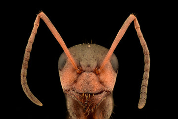 Extreme magnification - Ant portrait