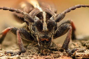 Extreme magnification - Bug, front view
