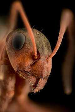 Extreme magnification - Ant portrait
