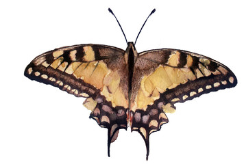 watercolor sketch: Butterfly on a white background
