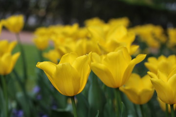 Obraz premium Yellow tulips