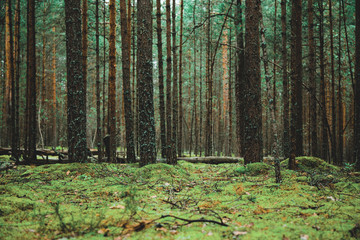 сосновый лес © sigma1850