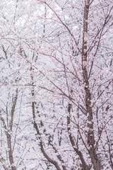 blooming cherry trees