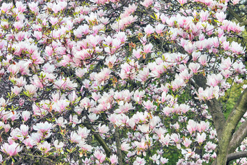 Obraz premium Magnolia Tree Blossom