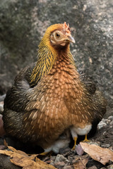 Hen and chicks.
