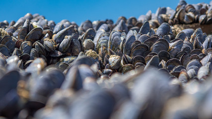 small sea muscles growing on rocks close to the ocean